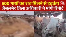 जैसलमेर में डंपिंग यार्ड में मिले 500 से ज्यादा गायों के शव, लोगों में भारी नाराजगी