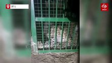 WATCH: तेंदुआ खट से पिंजरे के अंदर, वन विभाग की ये ट्रिक आई काम