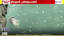 കൊല്ലം അമൃത് കുളത്തിൽ മീനുകൾ കൂട്ടത്തോടെ ചത്തുപൊങ്ങി; വിഷം കലക്കിയതെന്ന് സംശയം