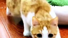 Funny Cats Doing Dumb Things  Ultimate Cute Cat Compilation 2026 🐾