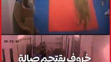 قبل عيد الأضحى..خروف يقتحم صالة “جيم” بالإسكندرية ويثير ذعر رواده