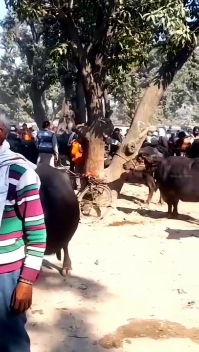 Bilaspur Pashu Bajar Rampur UP | Bilaspur pashu mandi | buffalo for sale