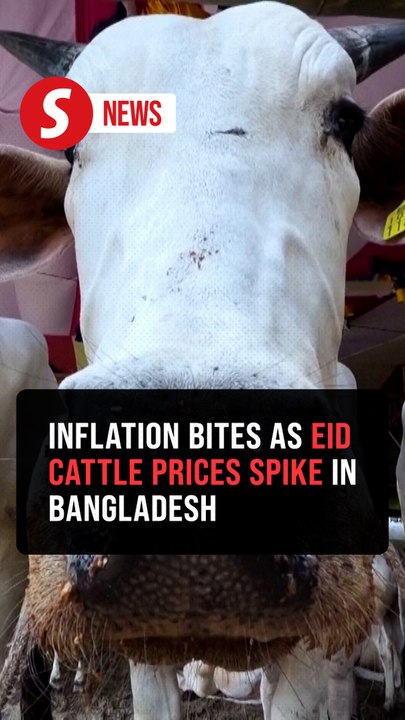 Bangladesh Eid cattle market hit by rising costs, weak demand