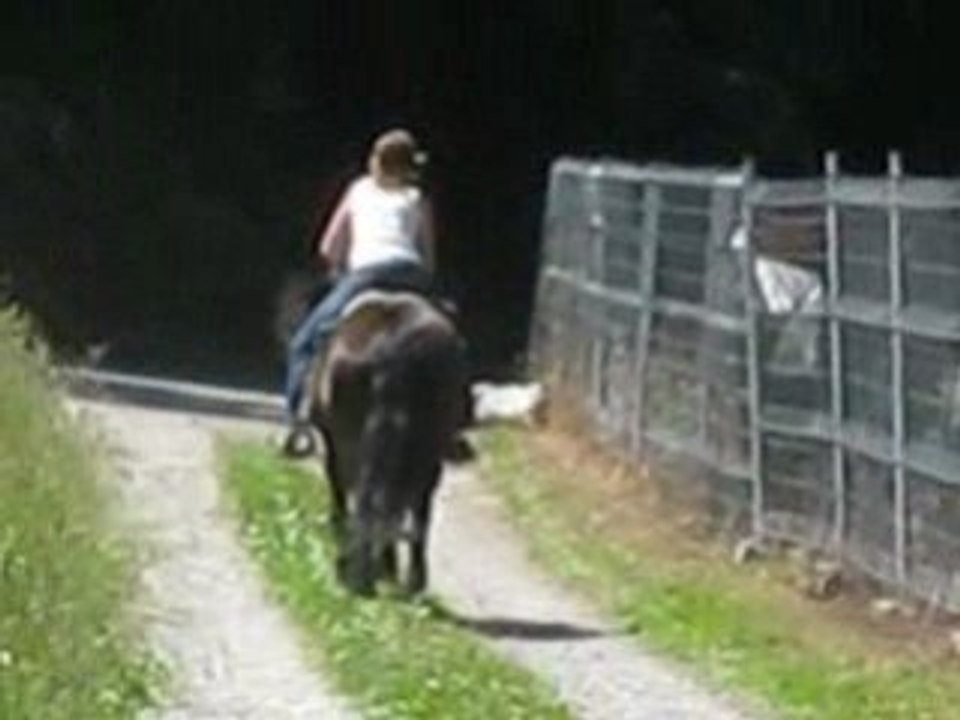 Qualia galop