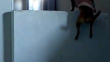 Cachorro gato