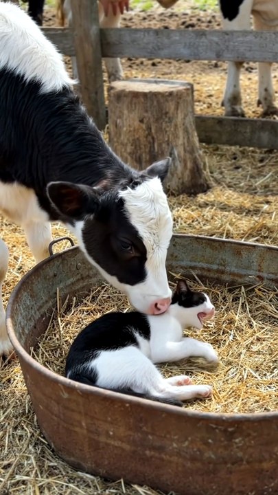#cow #cat #kingdomofawais