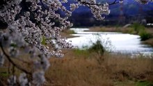 Cerisiers en Fleurs : Musique Zen et Harpe Japonaise pour un Printemps Relaxant