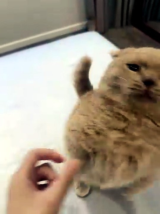 Chaton tout mignon et grognon