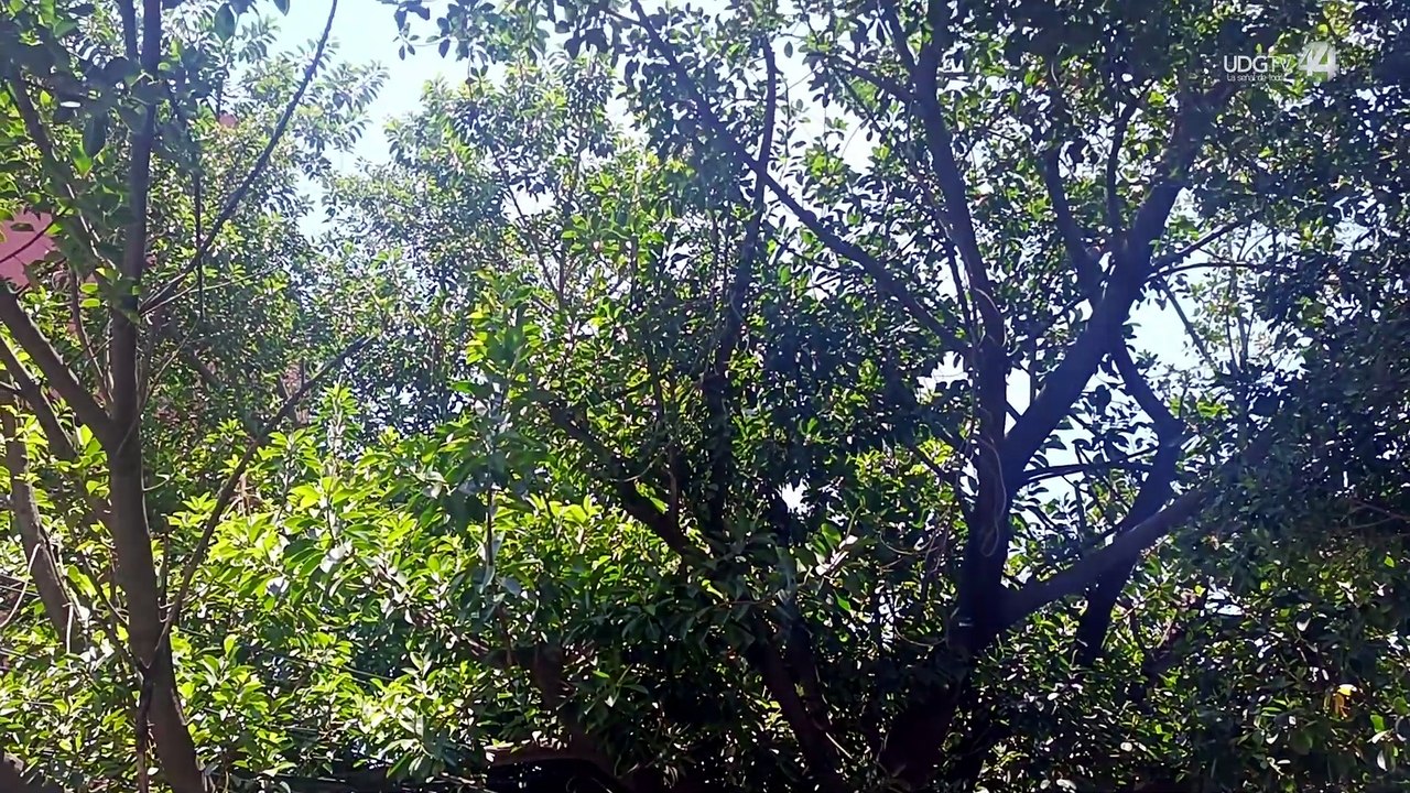 Patrimonio en venta: casonas históricas de Chapultepec ceden ante torres verticales