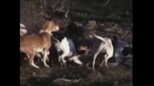 1984 - La chasse au sanglier - صيد الخنزير البرّي