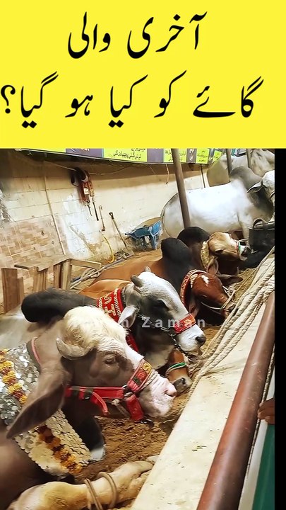 Last wali Cow ko kia hogaya😳