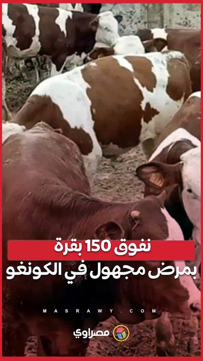 نفوق 150 بقرة بمرض مجهول في الكونغو.. ما القصة؟