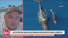 Activistas buscan frenar decreto en Loreto para no afectar a las ballenas | De Pisa y Corre