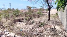 Denuncian presunto ecocidio en Puerto Vallarta | CPS Noticias Puerto Vallarta