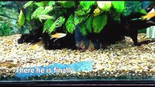 Clown loach in community fish tank
