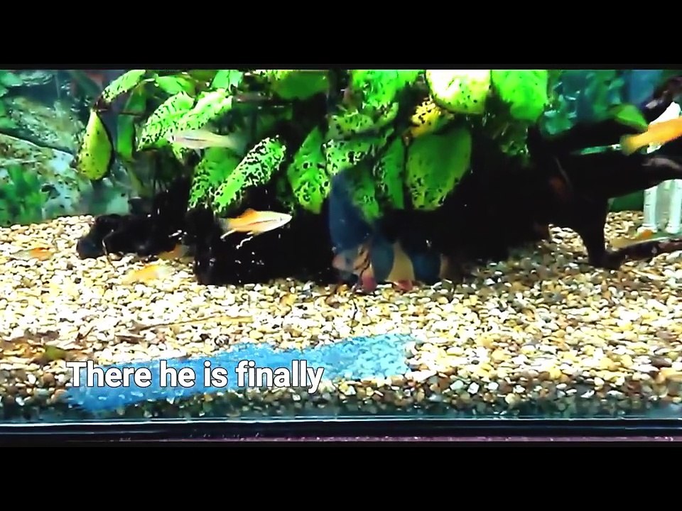 Clown loach in community fish tank