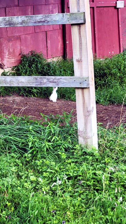 Void Floof the White ponders an entry to darkness. | #SparklegleamFarm #Bunny #homestead #rabbit #farmanimals #cute