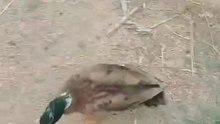 The Funniest Reason Why My Duck Attacks My Bare Toes! 🦆🌾