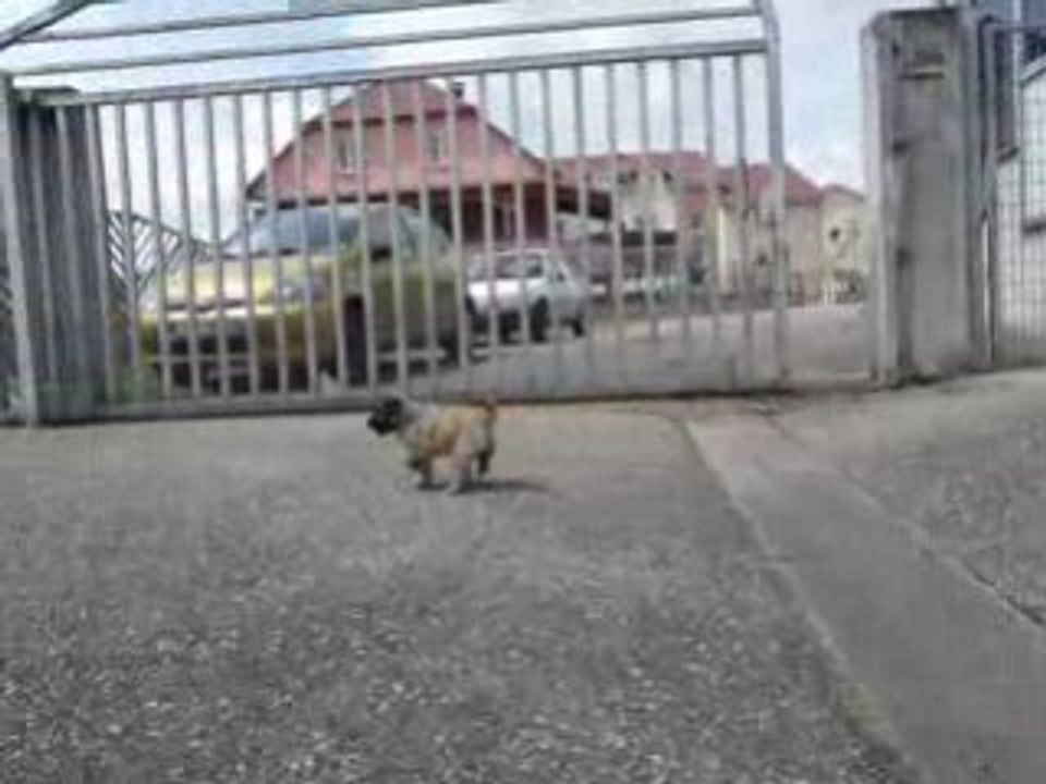 Hummel dans la cour