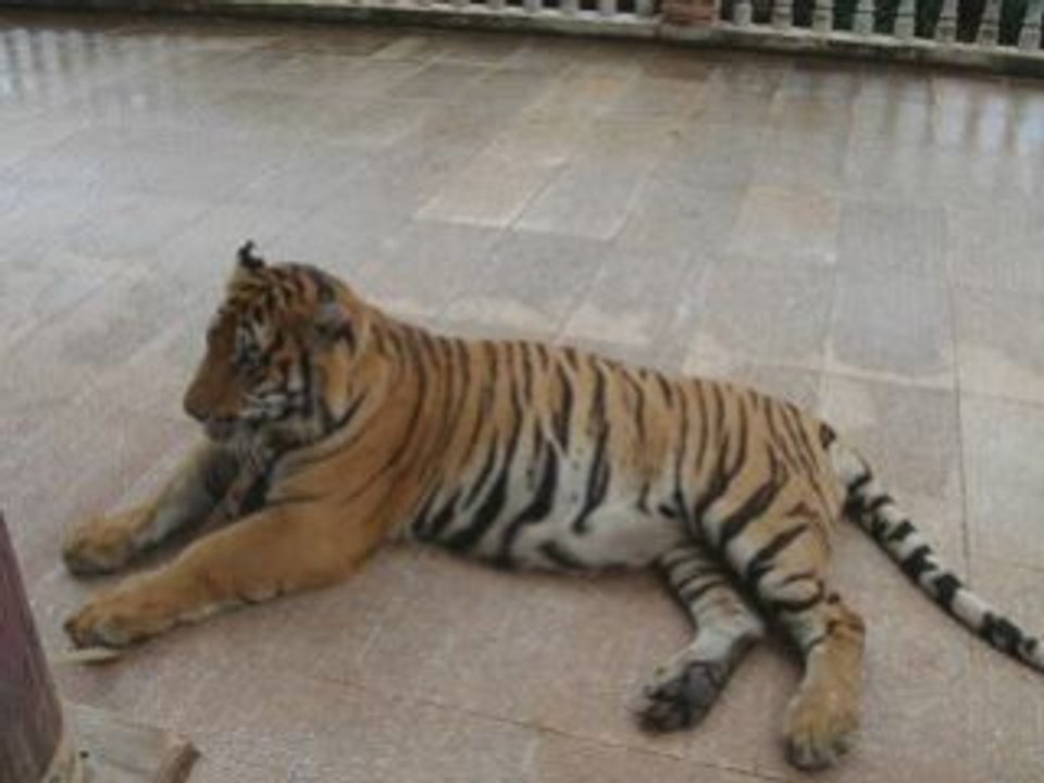 Thailand Tiger Temple
