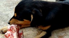 Osso bom danado #pets #dogs #animais