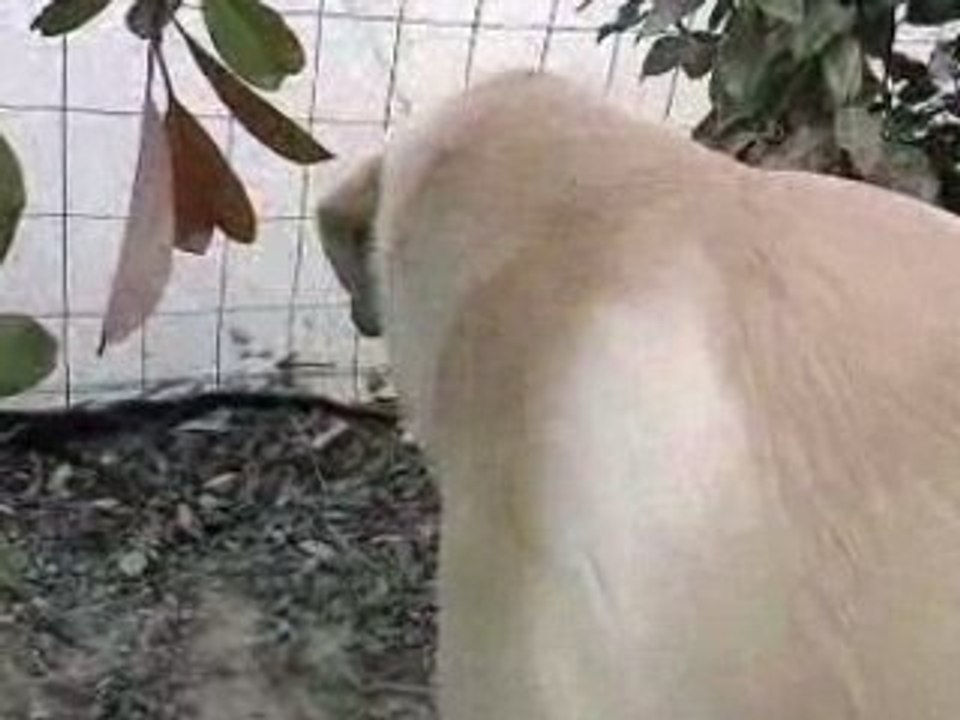 Chien Dingue 2