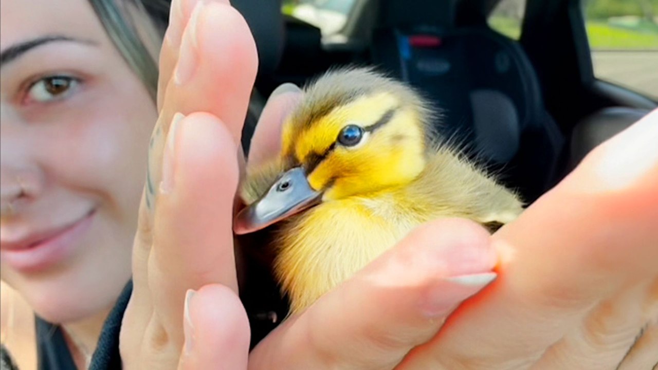 Woman Ruins Her New Shoes To Help Lost Duckling