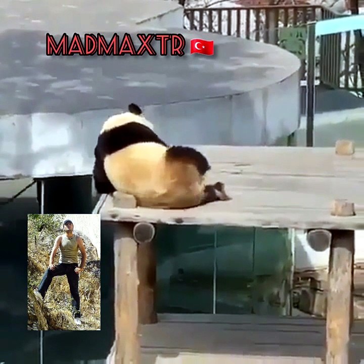 Panda yuva yapmış söğüt dalına