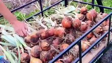 My favorite way of growing enough food for our family over the winter is to grow storage crops.  (3)
