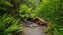 Hoh Rain Forest 4K 60fps: Scenic Nature Trail in Washington