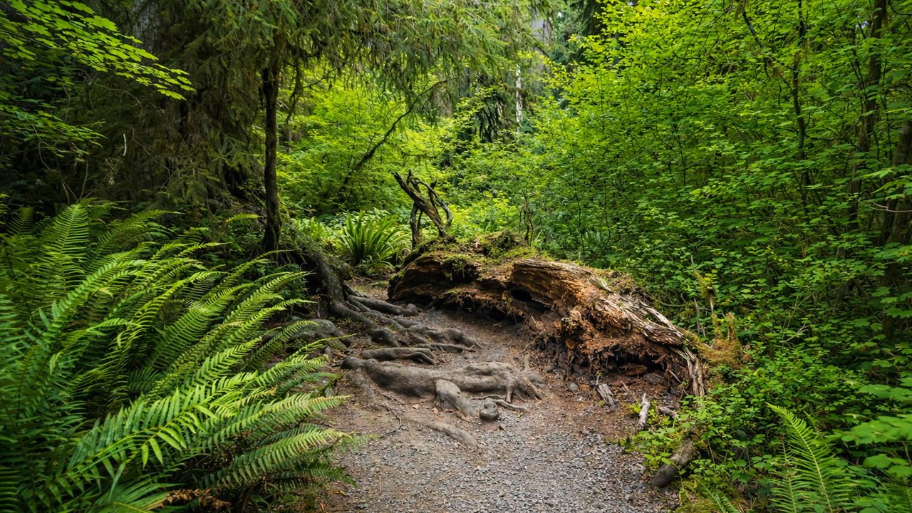 Hoh Rain Forest 4K 60fps: Scenic Nature Trail in Washington