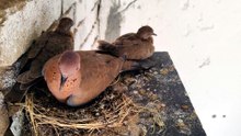 Peaceful Dove Nest Sounds For Relaxation your day