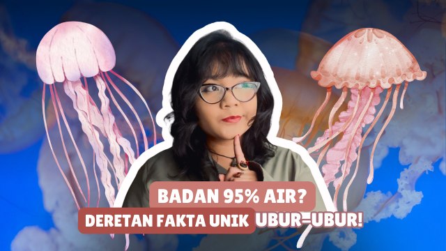 ​Badannya 95 Persen Air, Ini Fakta Unik Ubur-Ubur yang Jarang Diketahui-Serius Ini Hewan?