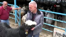 Bursa’da pazarın şampiyon keçisi! Bakın kaça satıldı?