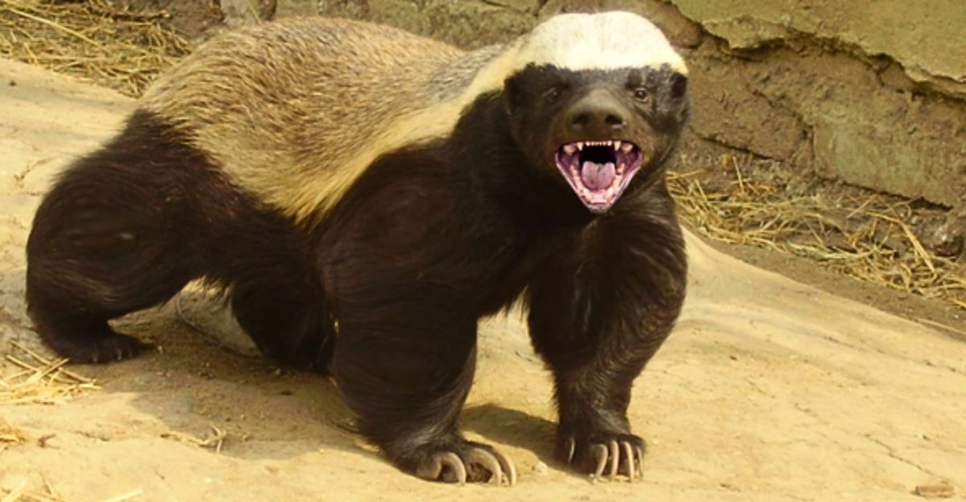Meet the Tiny Titans: 10 Small Mammals Proving Size Isn't Everything