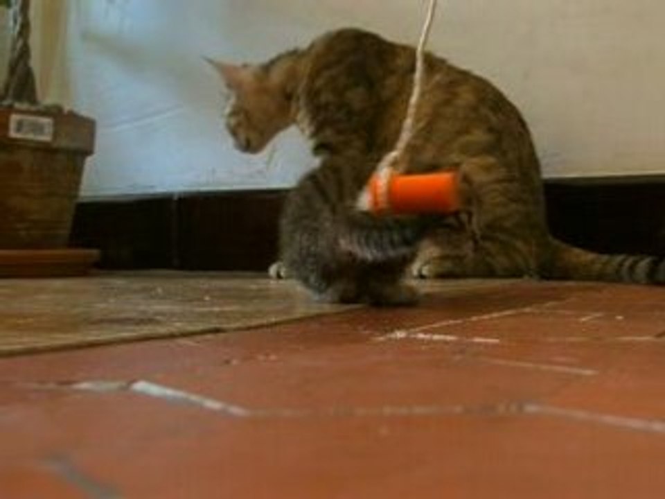 petits chats