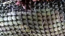 Autriche : des moutons protégés par des "cottes de mailles" en plastique contre les loups