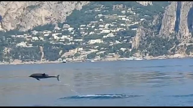 Capri, decine di delfini nuotano nel mare dei Faraglioni
