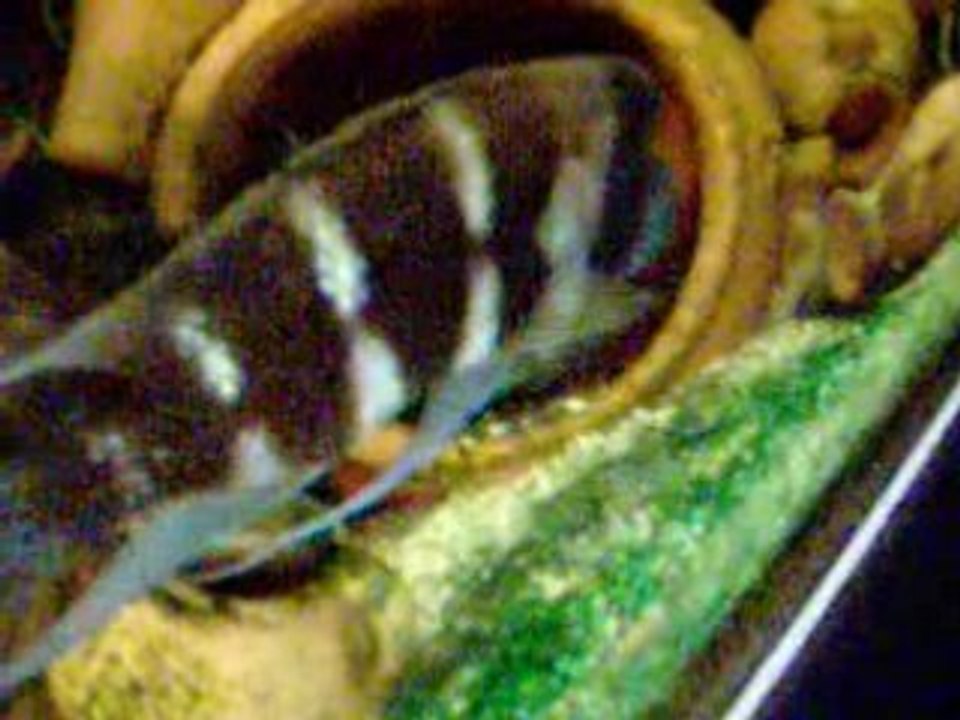 Accouplement n°2 frontosa