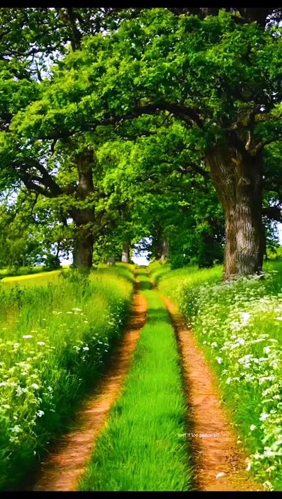 Nature Relaxante 🌿 10 Minutes de Musique Apaisante et Guérison Naturelle
