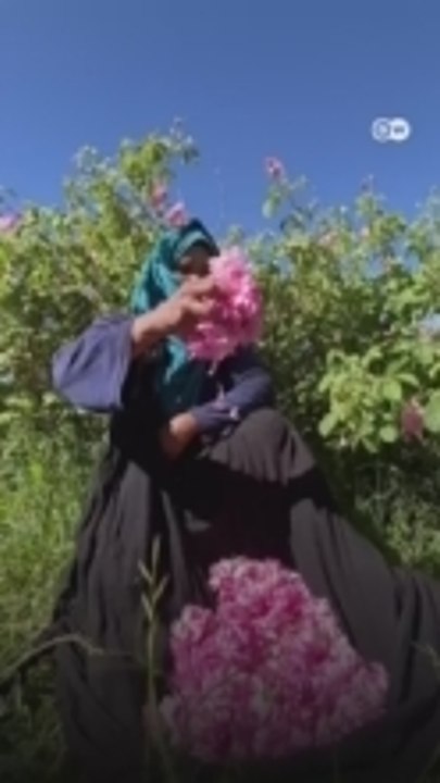 بين الجمال والعمل الشاق… حكاية قاطفات الورد في المغرب