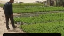 Gaza farmers turn to growing vegetables in recycled tin cans after losing land