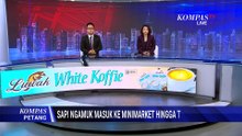 Sapi Kurban Mengamuk di Pasuruan, Masuk Minimarket hingga Tenda Hajatan | KOMPAS PETANG