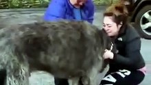 Emotional reunion after family finds dog missing since car crash