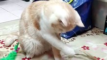 Meow