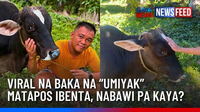 Viral na baka na “umiyak” matapos ibenta, nabawi pa kaya? | GMA News Feed