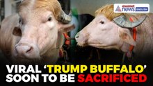 Viral ‘Donald Trump’ Buffalo May Soon Face Eid Sacrifice in Bangladesh