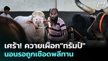 เศร้า! ควายเผือก"ทรัมป์"นอนรอถูกเชือดพลีทาน  | เข้มข่าวค่ำ | 26 พ.ค. 69