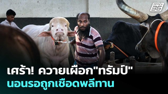 เศร้า! ควายเผือก ทรัมป์ นอนรอถูกเชือดพลีทาน | เข้มข่าวค่ำ | 26 พ.ค. 69
