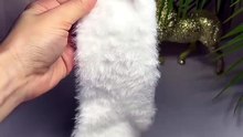 Baby Kitten from a Sock  NO SEW Looks So Real  #diy #easycrafts #viral #trending